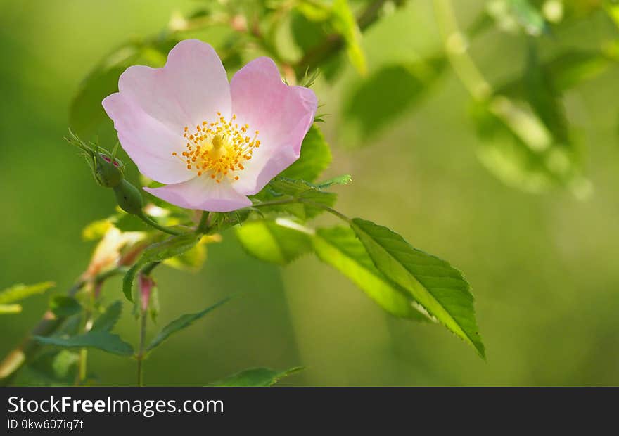 Flower, Rosa Canina, Rose Family, Rosa Rubiginosa