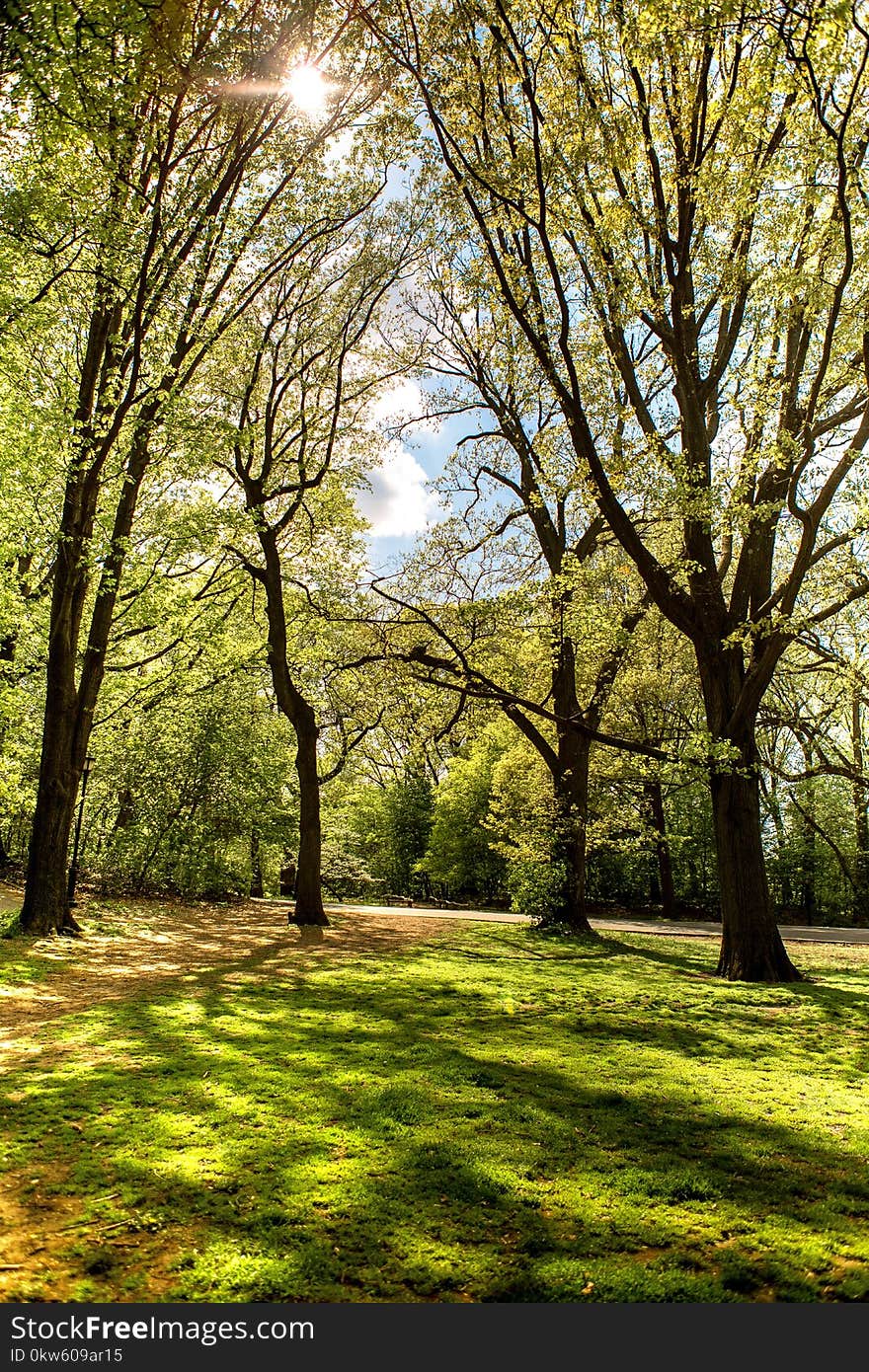 Nature, Tree, Woodland, Green