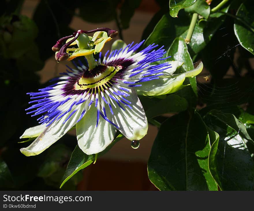 Flower, Plant, Passion Flower, Passion Flower Family