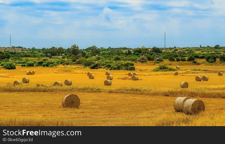 Grassland, Field, Hay, Ecosystem