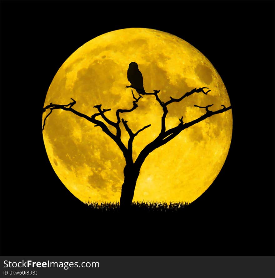 Yellow, Full Moon, Moon, Sky