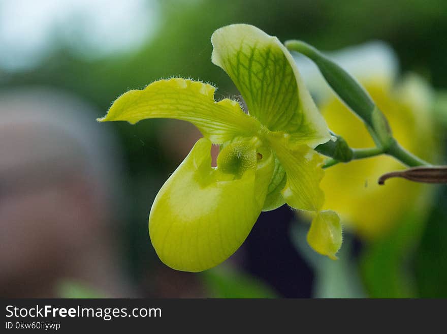 Flora, Flower, Plant, Cypripedium