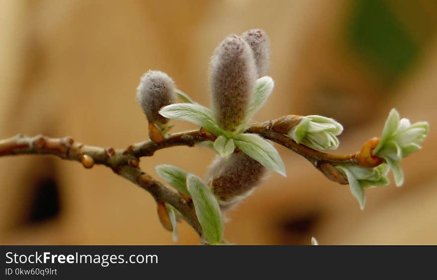 Flora, Bud, Plant, Branch