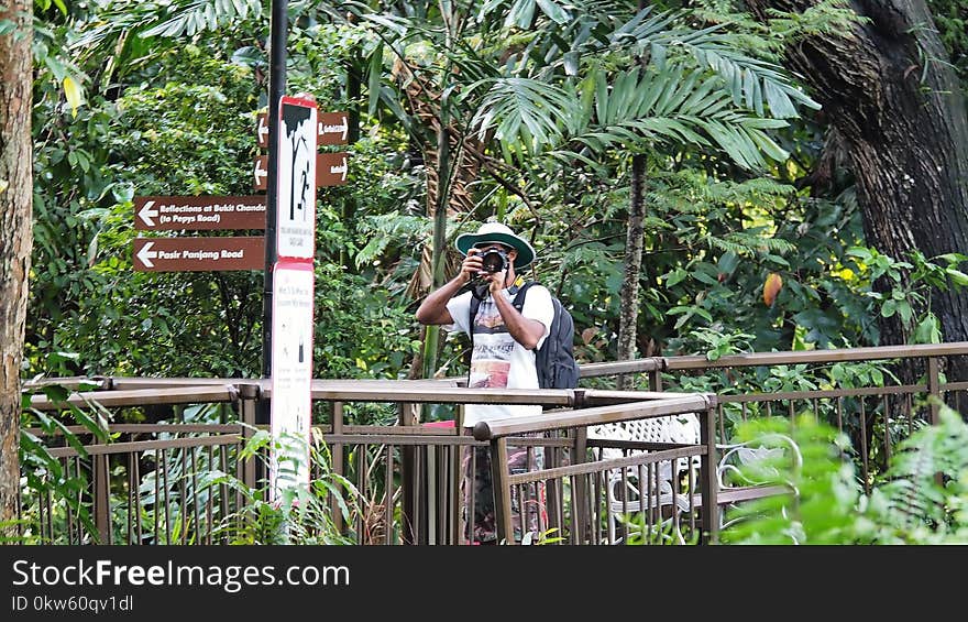 Nature, Plant, Nature Reserve, Tree