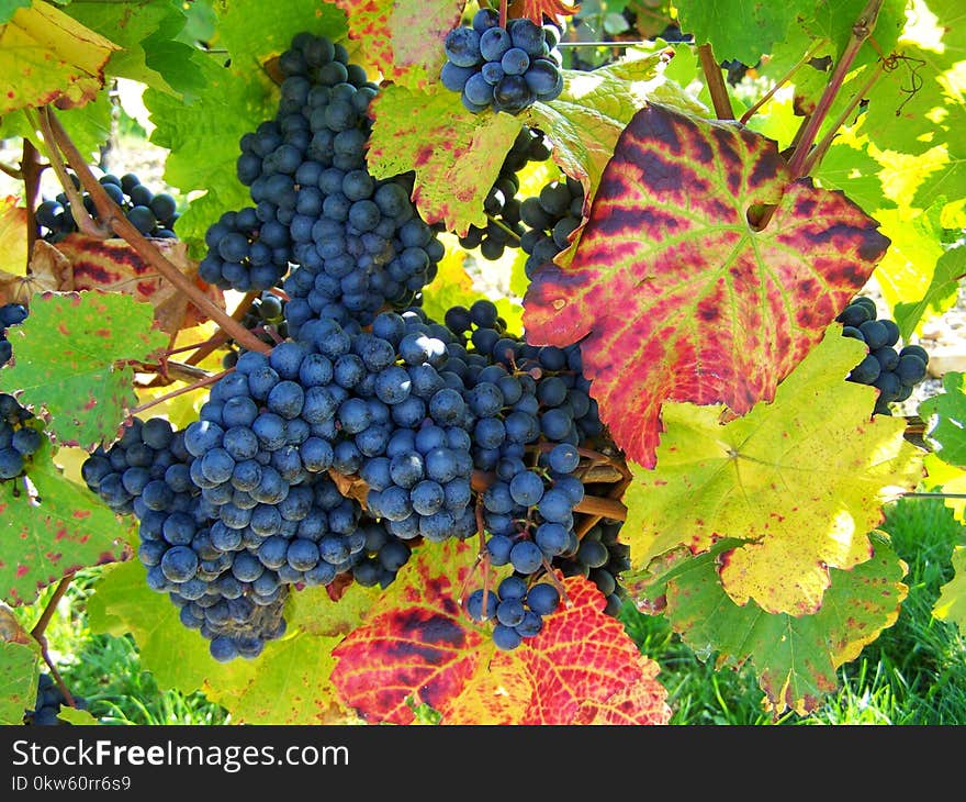 Grape, Fruit, Grapevine Family, Vitis