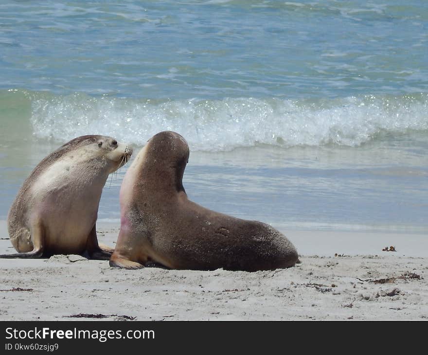 Seals, Mammal, Fauna, Marine Mammal