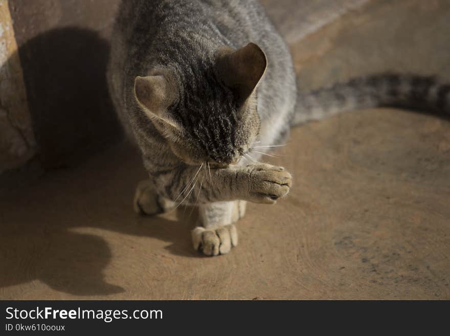 Cat, Fauna, Small To Medium Sized Cats, Whiskers