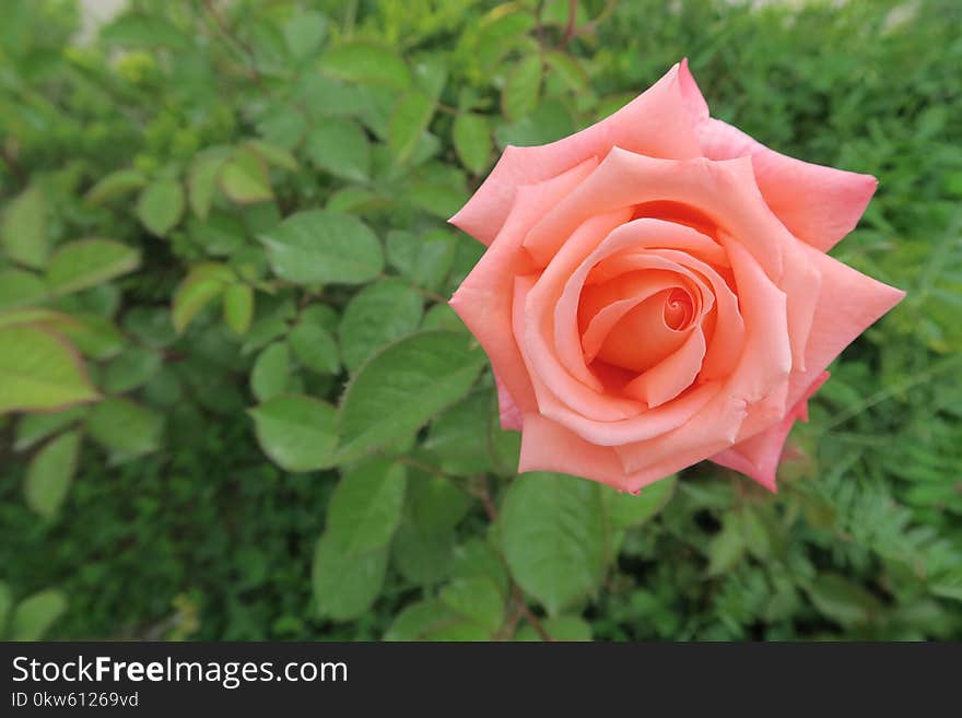 Rose, Flower, Rose Family, Garden Roses