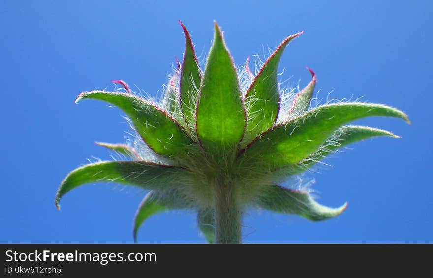 Plant, Vegetation, Leaf, Sky