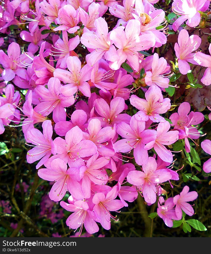 Flower, Plant, Pink, Flowering Plant