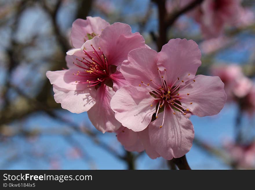 Blossom, Flower, Pink, Spring