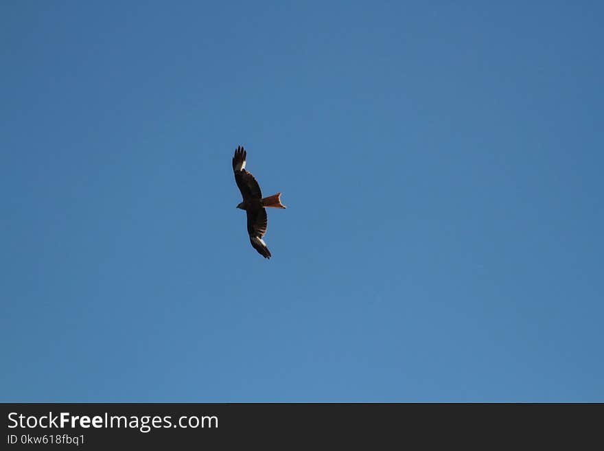 Sky, Bird, Eagle, Bird Of Prey