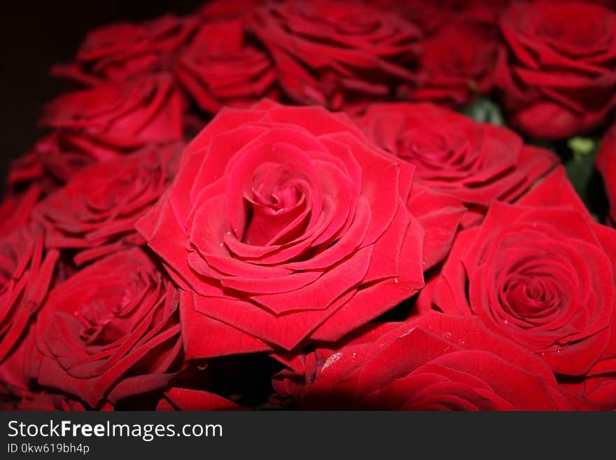 Flower, Rose, Garden Roses, Red