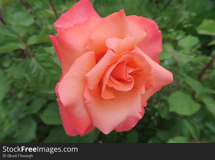 Rose, Flower, Rose Family, Floribunda