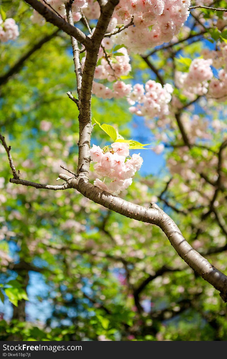 Branch, Blossom, Spring, Tree