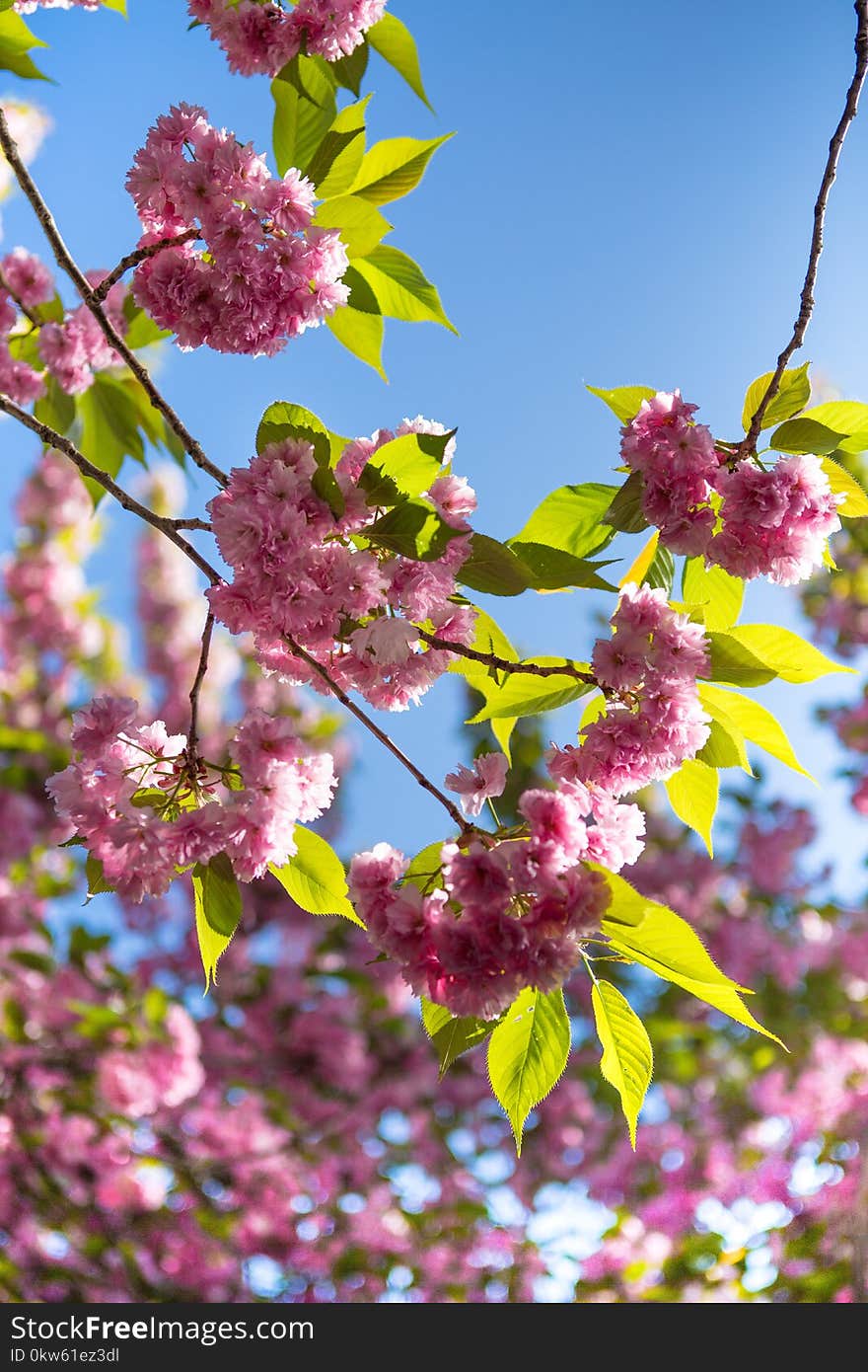 Blossom, Flower, Pink, Spring