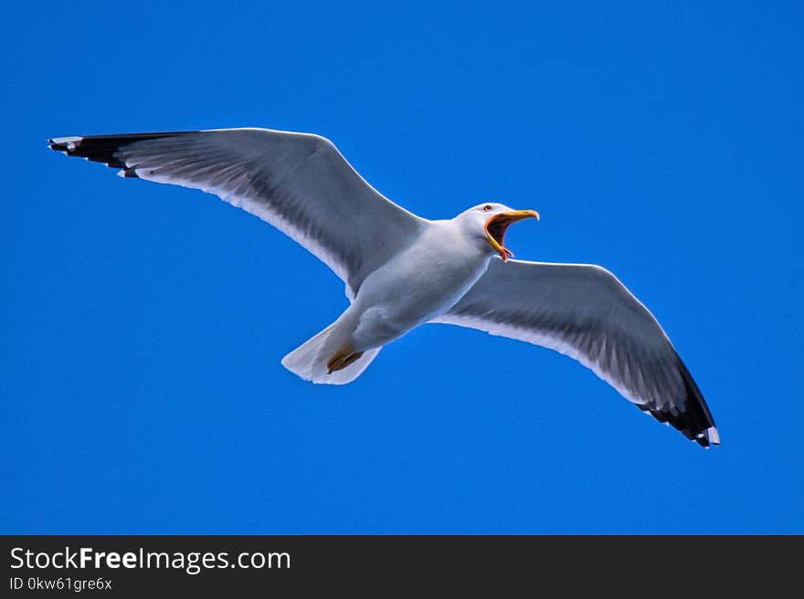 Bird, Gull, European Herring Gull, Sky