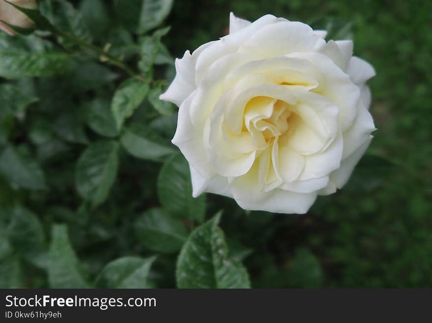 Flower, Rose, Rose Family, White