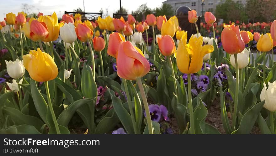 Flower, Plant, Flowering Plant, Tulip