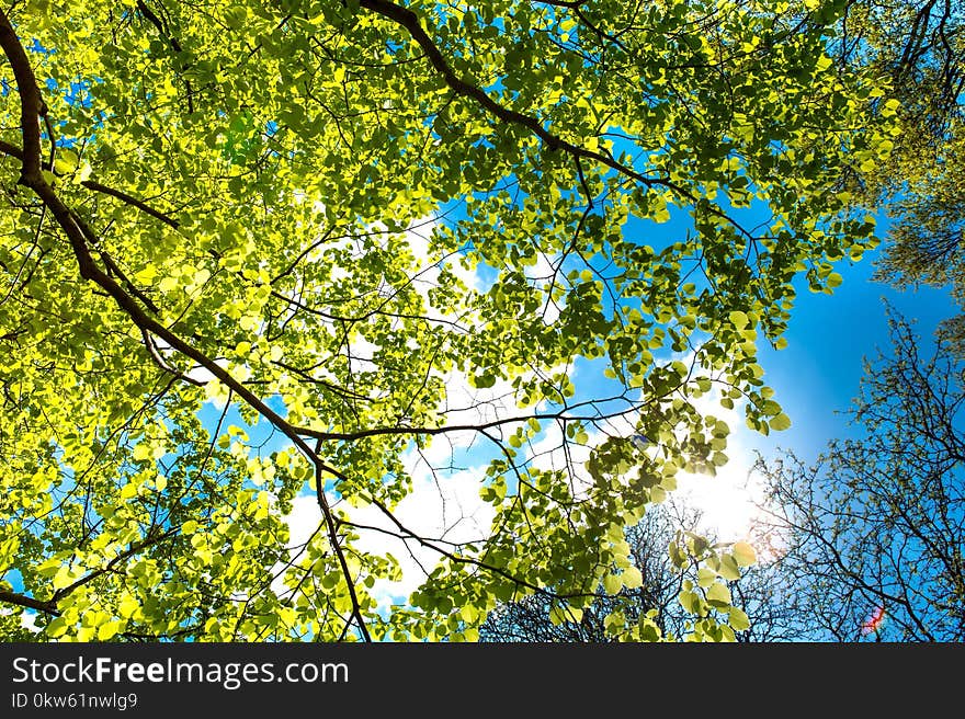 Branch, Tree, Nature, Leaf