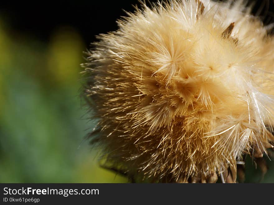 Close Up, Flora, Flower, Macro Photography