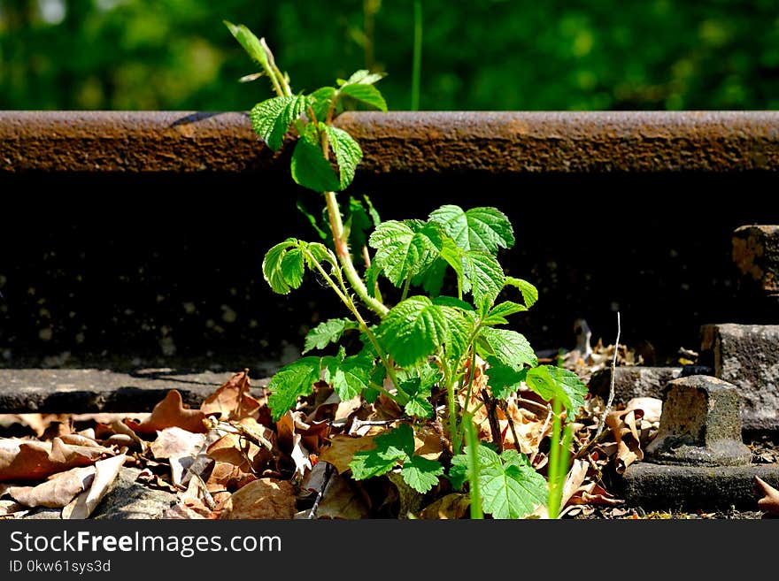 Plant, Leaf, Herb