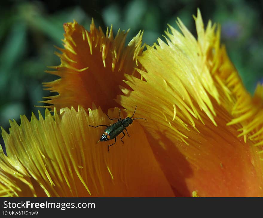 Yellow, Honey Bee, Invertebrate, Pollen