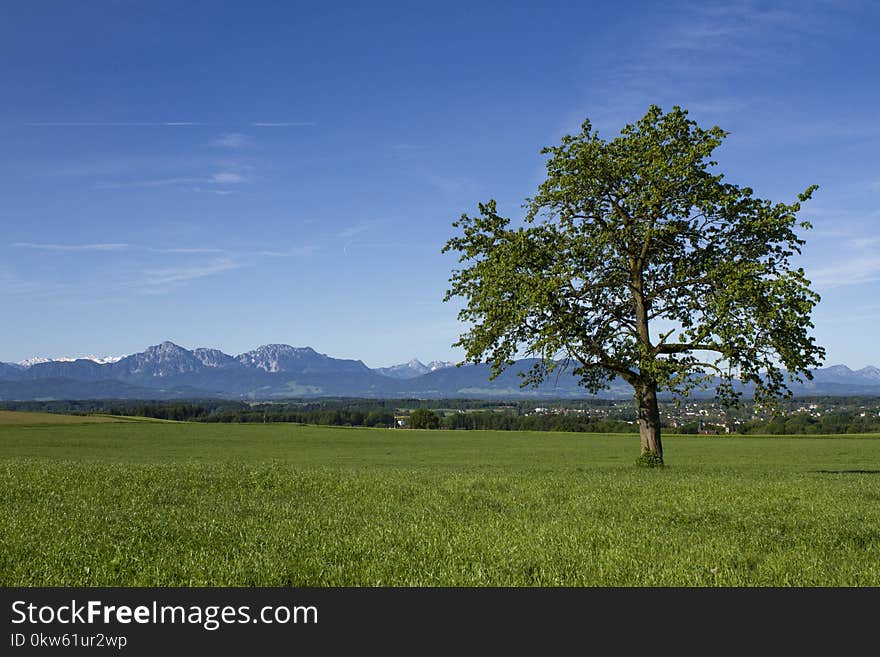 Grassland, Sky, Field, Tree