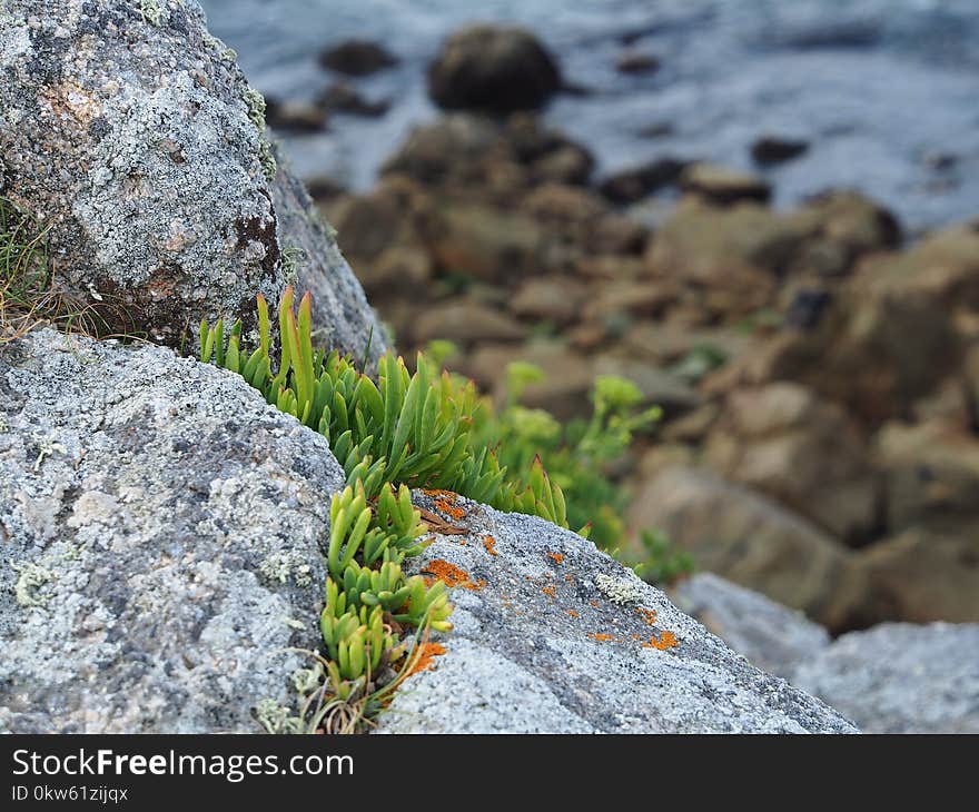 Rock, Flora, Vegetation, Plant