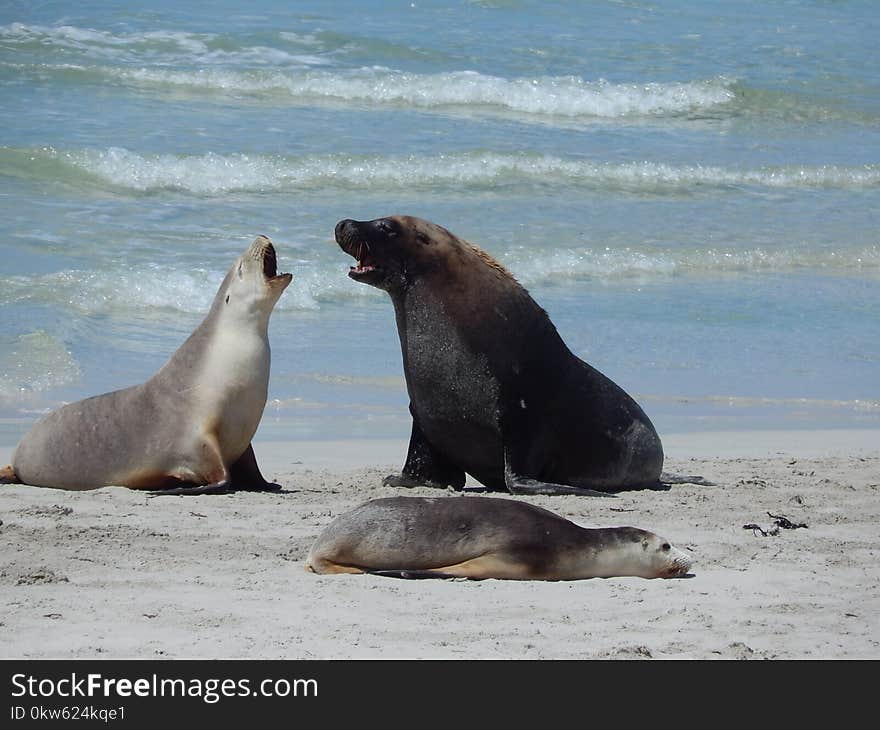 Seals, Mammal, Fauna, Terrestrial Animal