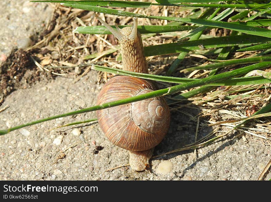 Snails And Slugs, Snail, Molluscs, Invertebrate