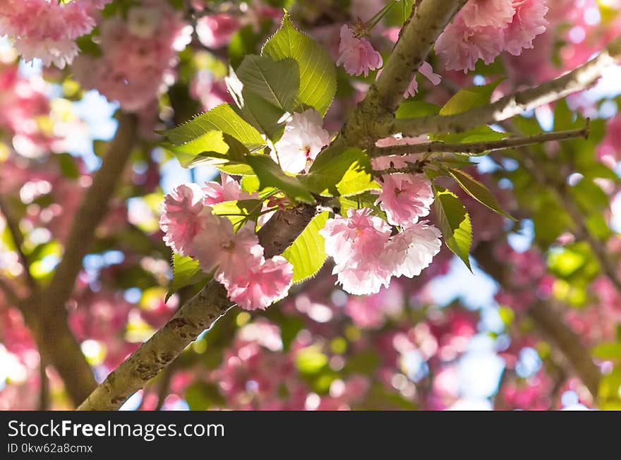 Blossom, Pink, Flower, Spring