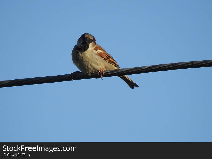 Bird, Fauna, Beak, Sky