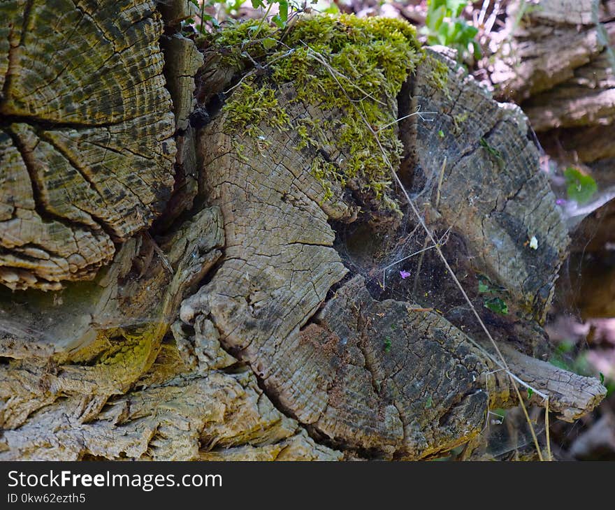 Rock, Plant, Leaf, Tree