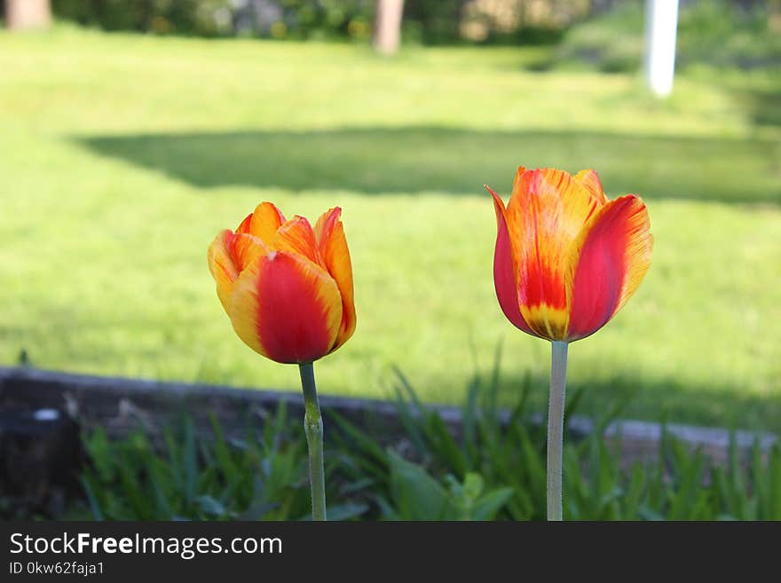 Flower, Plant, Tulip, Flowering Plant