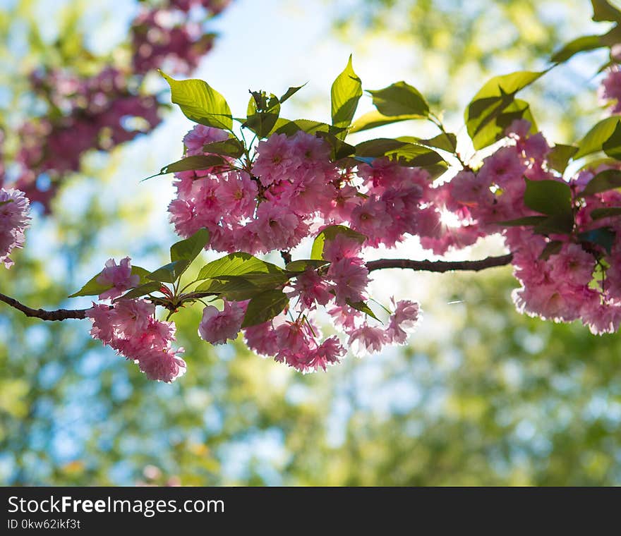 Blossom, Spring, Flower, Cherry Blossom