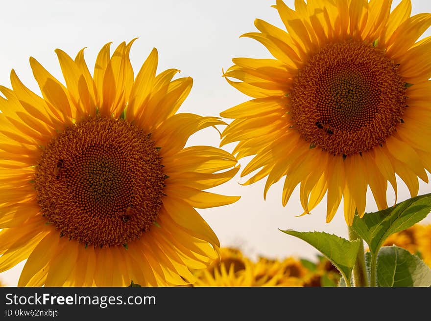 Sunflower, Flower, Yellow, Sunflower Seed