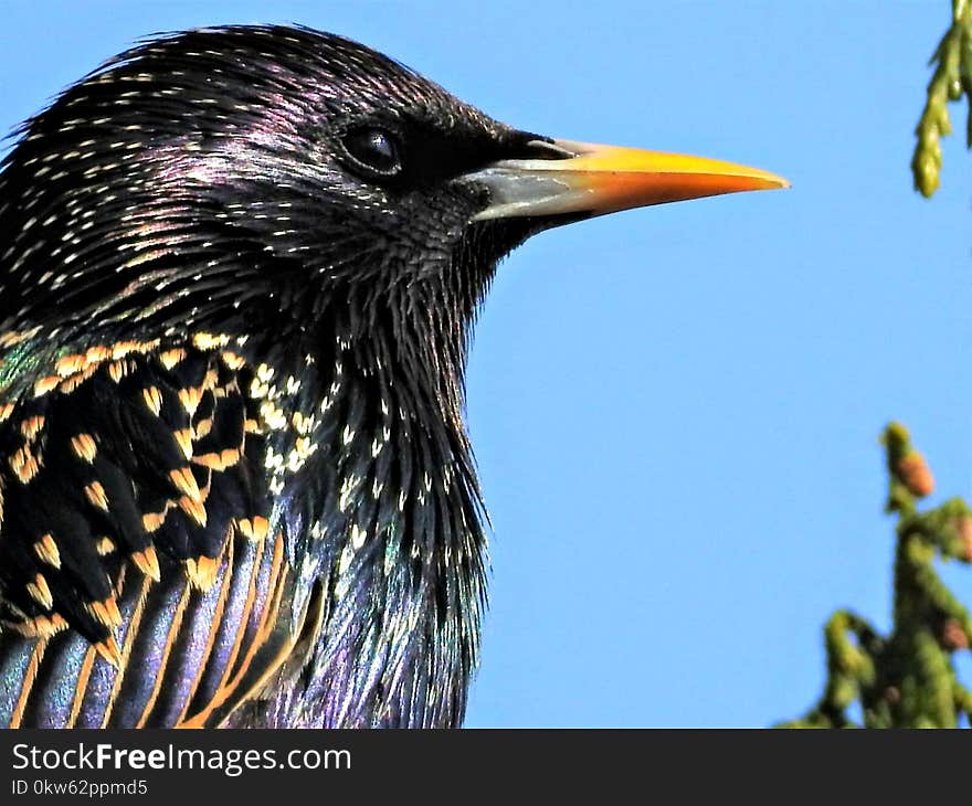 Bird, Beak, Close Up, Feather