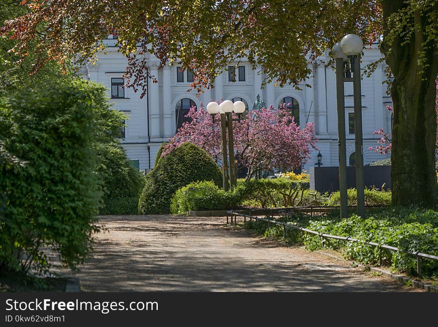 Plant, Nature, Tree, Garden