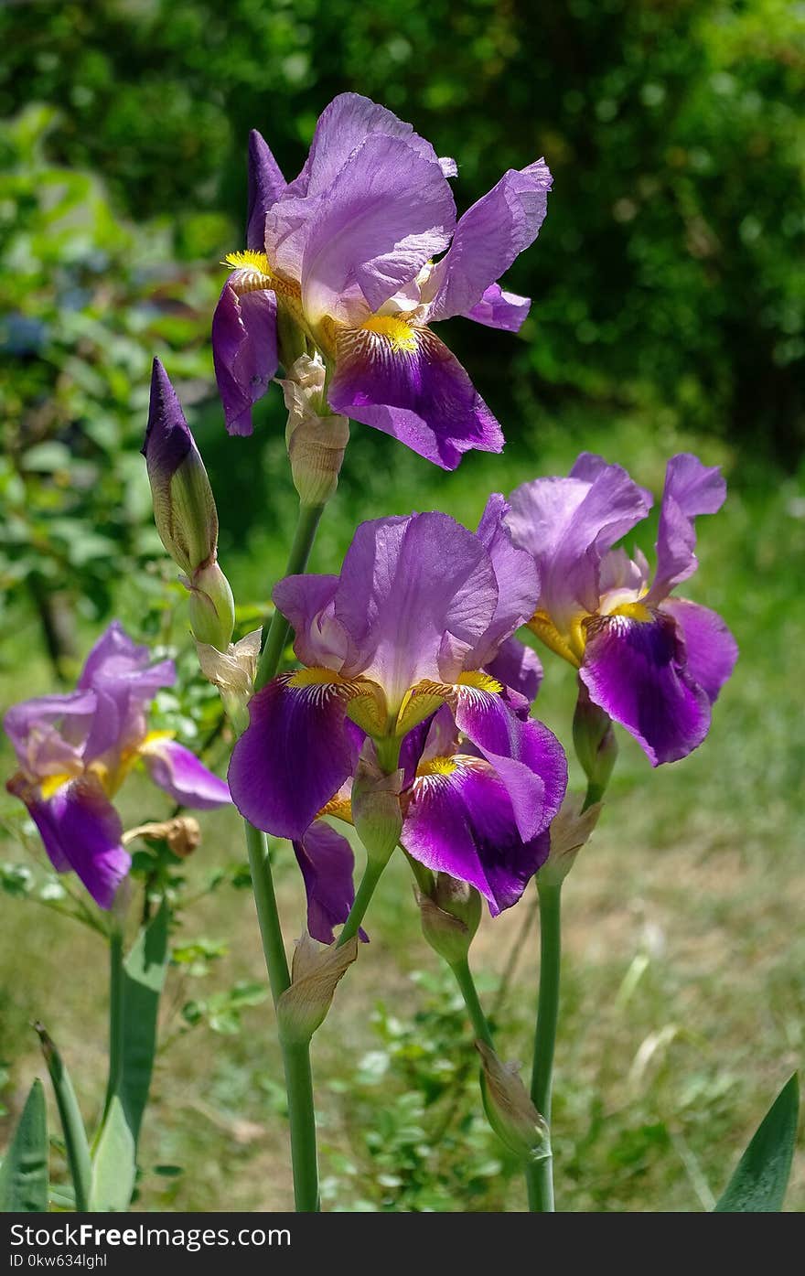 Flower, Plant, Iris, Flowering Plant