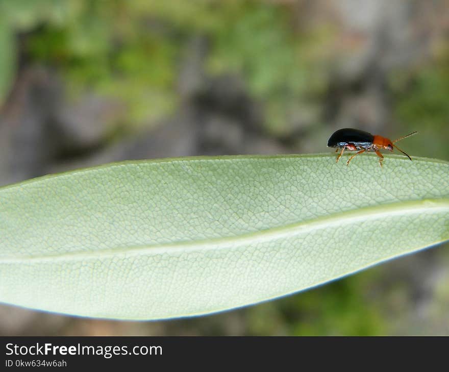 Fauna, Insect, Bird, Leaf