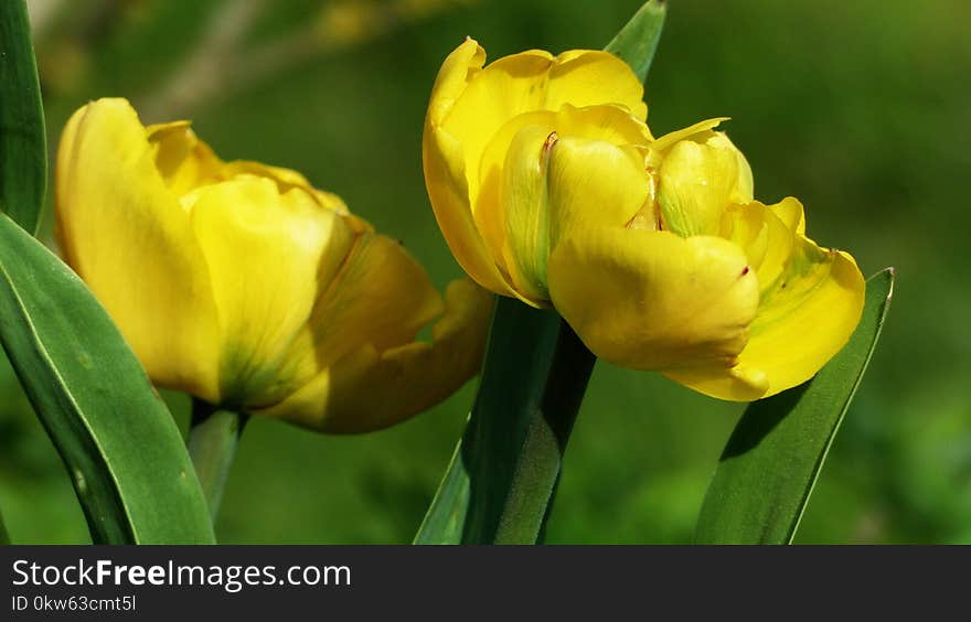 Flower, Yellow, Plant, Tulip