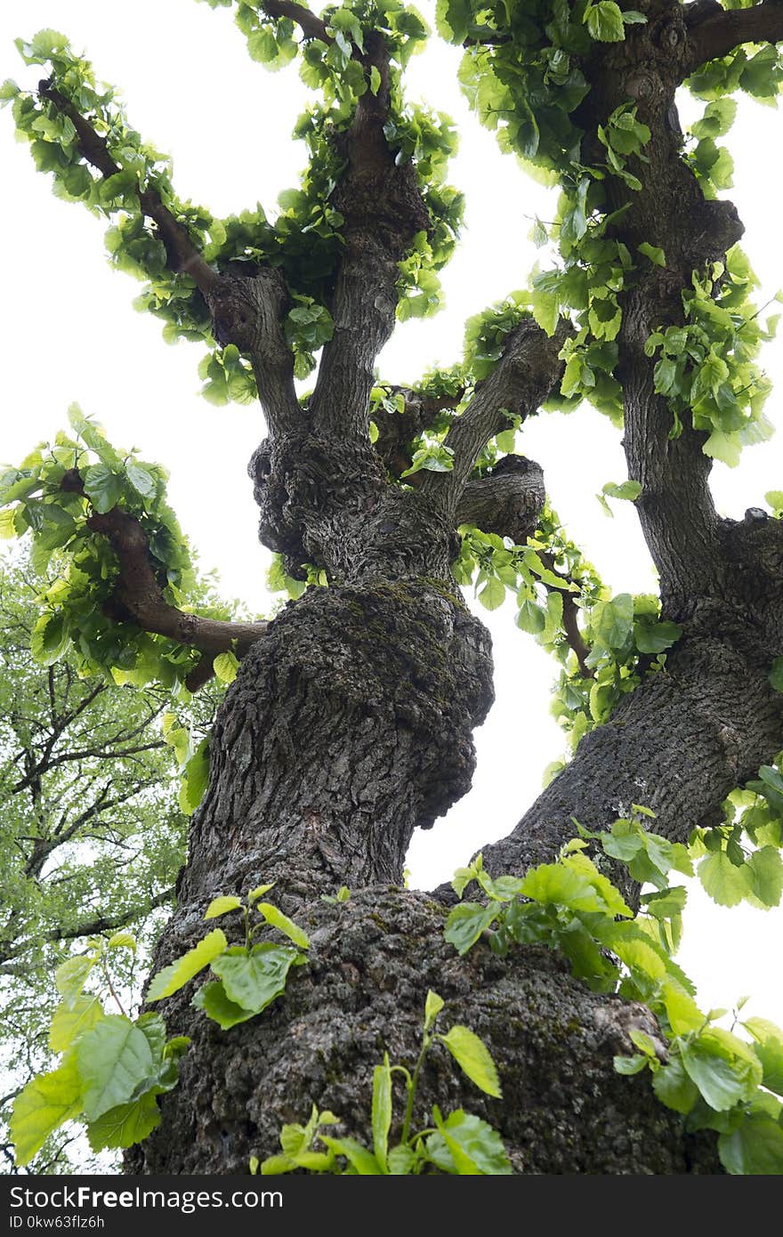 Tree, Plant, Branch, Leaf