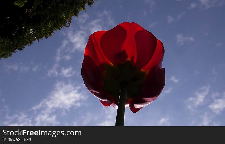 Flower, Sky, Red, Flowering Plant