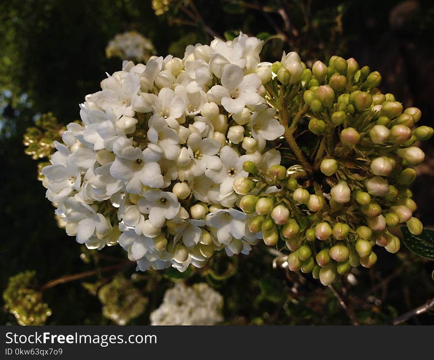 Plant, Viburnum, Flora, Spring