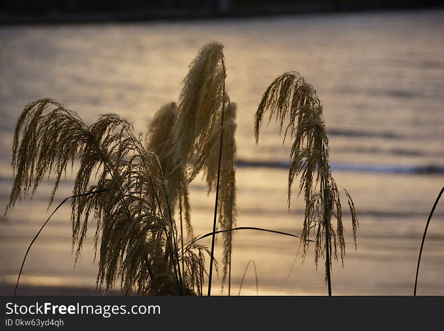 Water, Sky, Grass Family, Tree