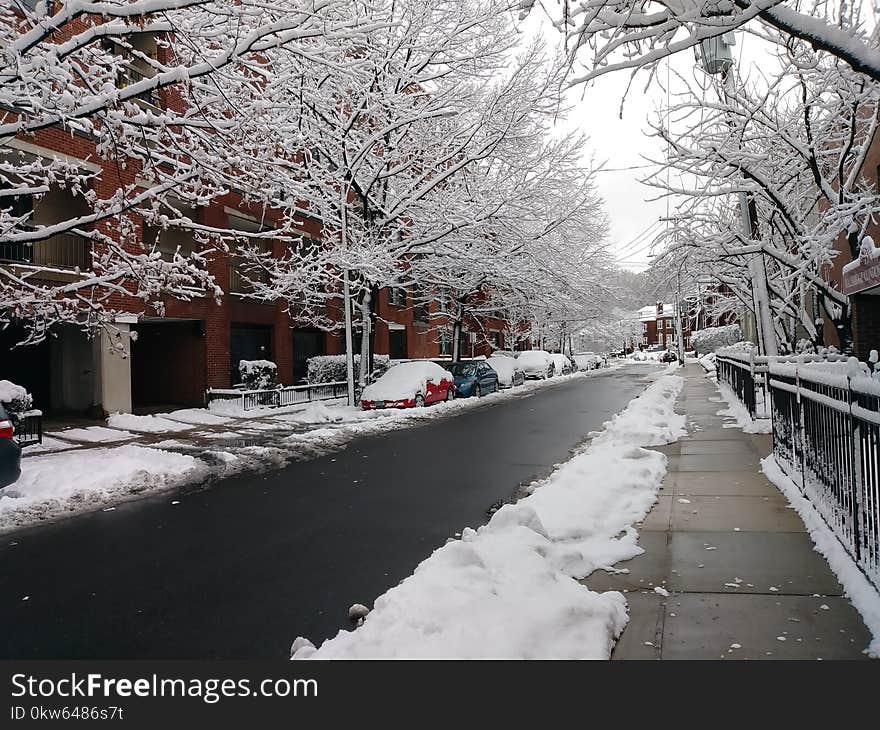 Snow, Winter, Tree, Neighbourhood