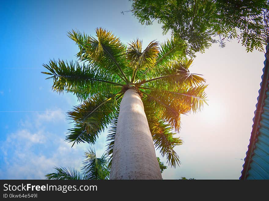 Sky, Tree, Palm Tree, Arecales