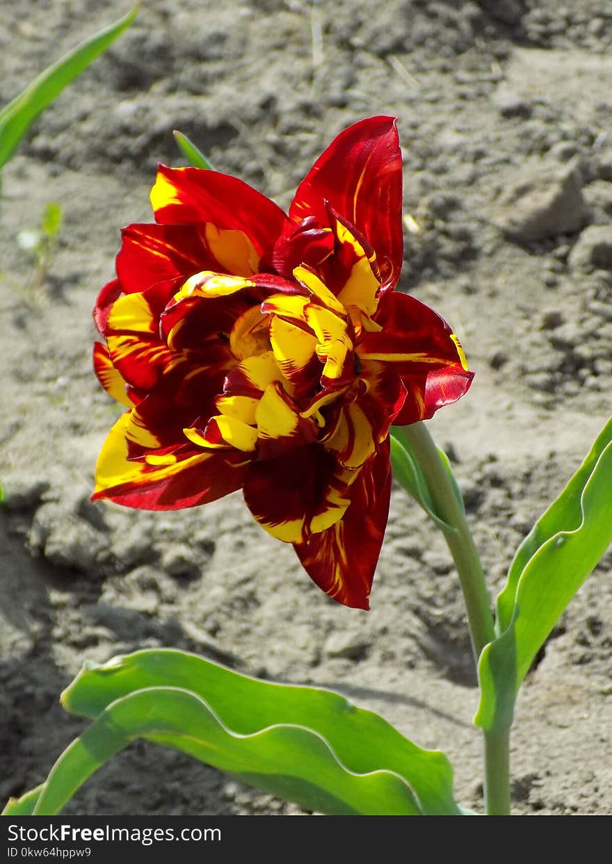 Flower, Plant, Flowering Plant, Flora