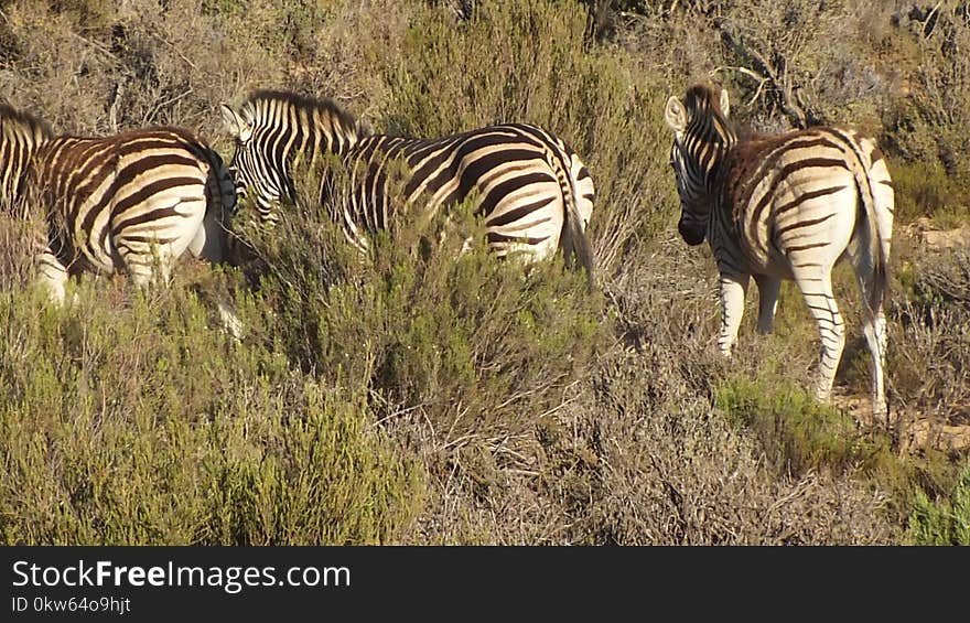 Wildlife, Zebra, Grassland, Terrestrial Animal